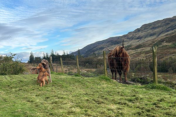 High Tea with Highland Coos Experience