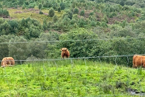 High Tea with Highland Coos Experience